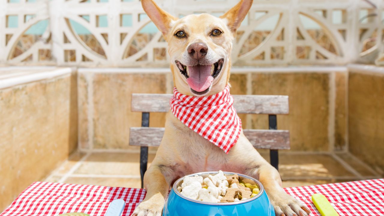 Mangimi e snack per cani