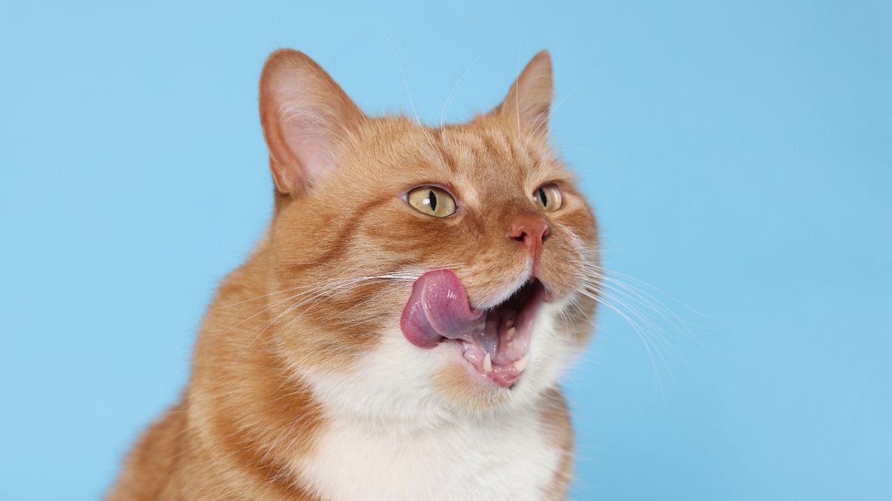 Mangimi e prodotti per gatti
