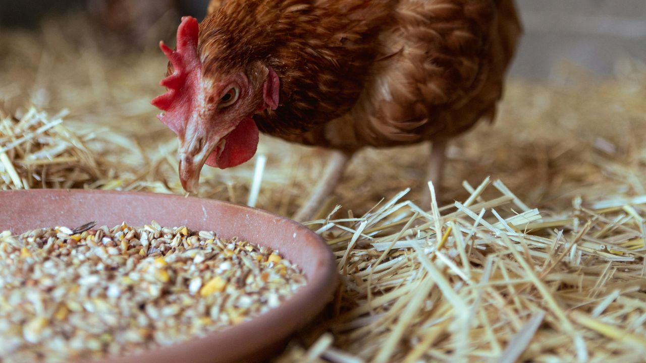 Mangimi e granaglie per galline