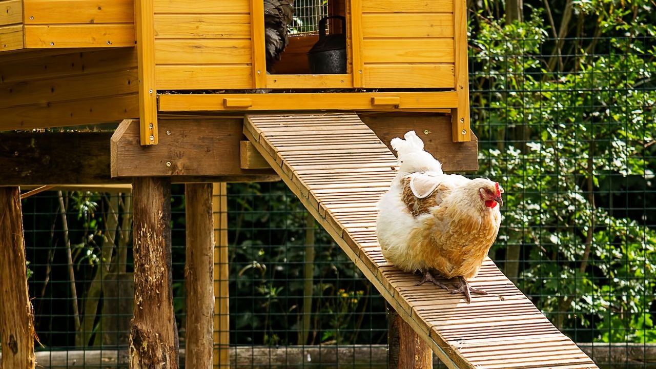 Ricoveri e pollai per animali da giardino