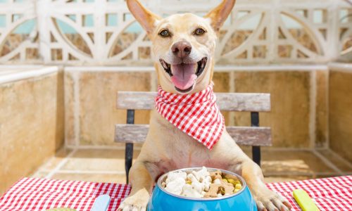 Mangimi e snack per cani