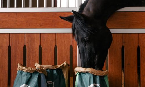 Sacco di mangime per cavalli